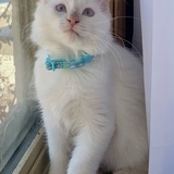 Entry image for Winnie 