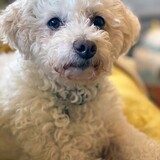 Entry image for Sugar