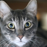 Entry image for Kona