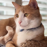 Entry image for Hilo