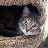 Entry image for Hana