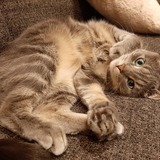 Entry image for Bella