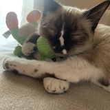 Entry image for Calvin 