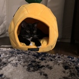 Entry image for Jack 