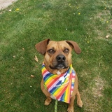 Entry image for Xango