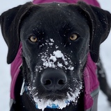 Entry image for Luci