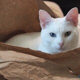 Entry image for Zuri