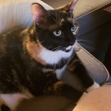 Entry image for Willow