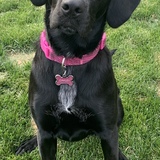 Entry image for Oakley