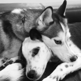 Entry image for Dexter & Sammy