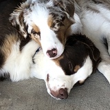 Entry image for Trixie and Diesel