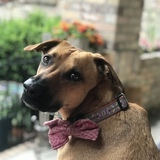 Entry image for Gilie