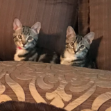 Entry image for Bella and Bailey