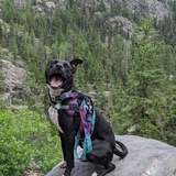 Entry image for Roxi