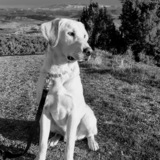 Entry image for Ollie