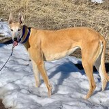 Entry image for Carmen