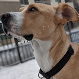 Entry image for Tucker