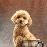 Entry image for Ginger