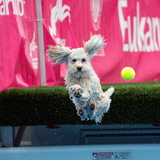 Entry image for Passion