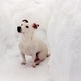 Entry image for Ezra