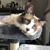 Entry image for Toby