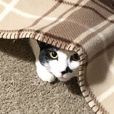 Entry image for Pepper