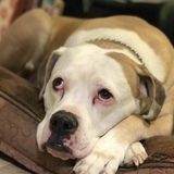 Entry image for Monkey Pants