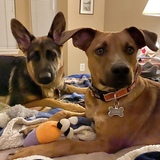 Entry image for Luke and Leia Pallas