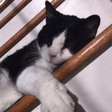 Entry image for Snuffles