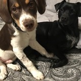 Entry image for Copper - beagle mix   Bella - dachshund terrier mix