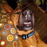 Entry image for Ruger