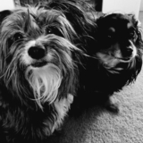 Entry image for Abner & Halle