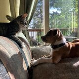 Entry image for Ivy and Rocco