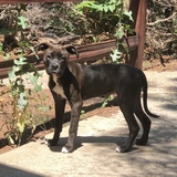 Entry image for KoKo Bean