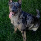 Entry image for Tehya