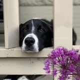 Entry image for Willie Nelson Flanagan-Sweat