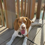 Entry image for Redd 