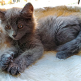 Entry image for Kimchi