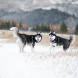 Entry image for Oakley