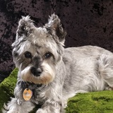 Entry image for Sasha