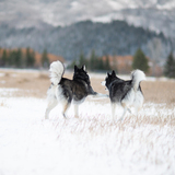 Entry image for Oakley and Joie 2