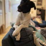 Entry image for Milhouse