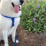 Entry image for Zelo