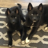 Entry image for Titus and Dex