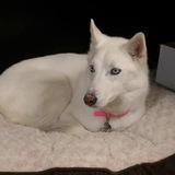 Entry image for Kimber