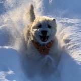 Entry image for Reilly