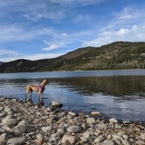 Entry image for Nala