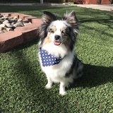 Entry image for Riley