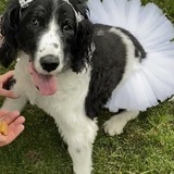 Entry image for Maggie Magpie 