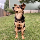 Entry image for Brookie